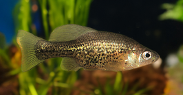 Pantherkärpfling - Chapalichthys pardalis