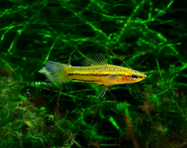 Zwergschwertträger - Xiphophorus pygmaeus