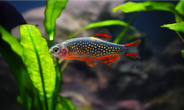 Perlhuhnbärbling - Danio margaritatus