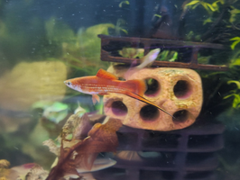 Neon-Schwertträger – Xiphophorus hellerii „Neon“