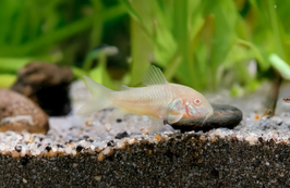 Albino Panzerwels - Corydoras paleatus