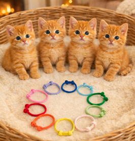 Kitten Erkennungsbänder