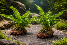 Javafarn auf Lavastein – Natürliche Aquarium Deko für dein Aquascape