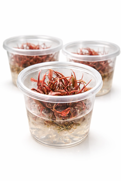Cryptocoryne Flamingo – In Vitro Cup Die seltene pinke Schönheit für dein Aquascape