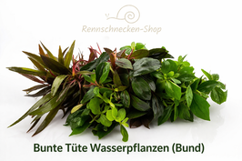 Bunte Tüte Wasserpflanzen – 5er Set Bundpflanzen für dein Aquarium