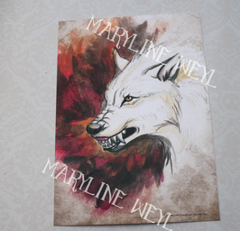 carte postale loup blanc