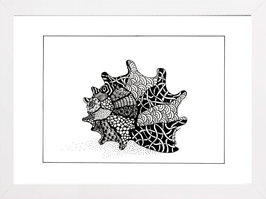 Coquillage