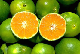 Satsumas/IT