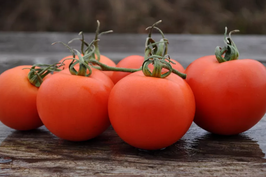 Tomaten/NL