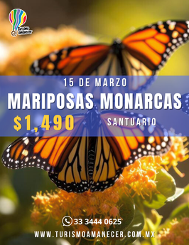 MARIPOSA MONARCA IDA Y VUELTA MARZO