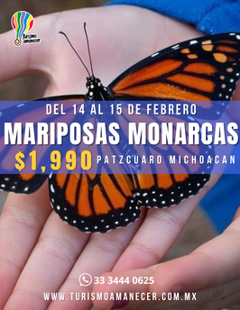 MARIPOSA MONARCA 2DA FECHA FEBRERO