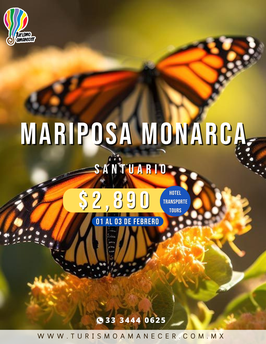 MARIPOSAS MONARCA FEBRERO