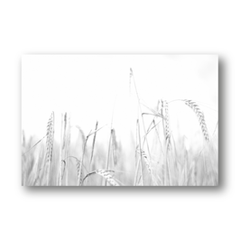 Getreidefeld, schwarz weiß