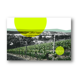 Weinberg mit Gelb