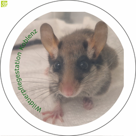 Nadelbuttons verschiedene Motive