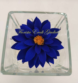DALIA BLU eterna in cubo vetro 8x8cm