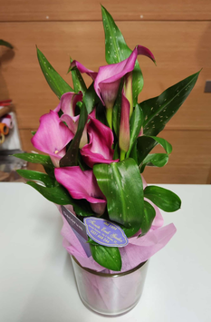Pianta calla con vaso di vetro