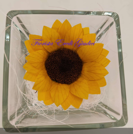 GIRASOLE eterno in cubo vetro 8x8cm