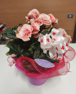 Pianta di Begonia