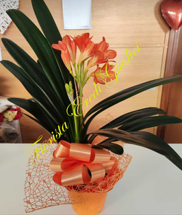 Clivia