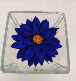 DALIA BLU eterna in cubo vetro 8x8cm