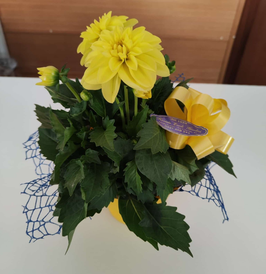 Dalia