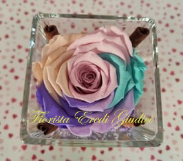 Rosa arcobaleno eterna