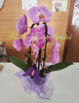 Pianta di Phalaenopsis due rami a cascata
