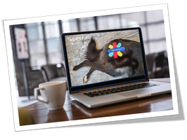 Taping-Webinar:Hundetaping