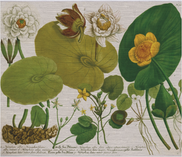 Botanical