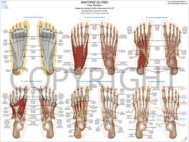 Cartographies topographiques de l'anatomie du pied