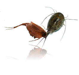 Triops Mix cancriformis/ Beni-kabuto -Zuchtansatz