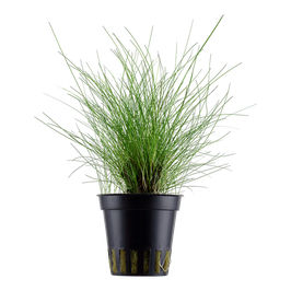 Eleocharis parvula