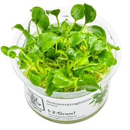 Schismatoglottis prietoi InVitro