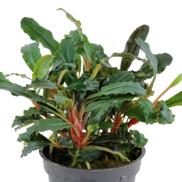 Bucephalandra sp. 'red'