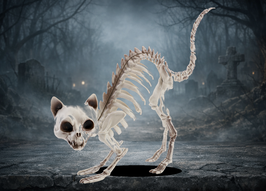 Skelett Katzenbuckel