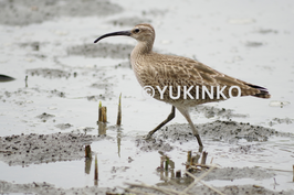 チュウシャクシギ