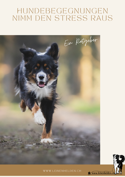 Ratgeber Hundebegegnungen
