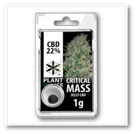 The Plant of Life - Critical Mass 22% CBD