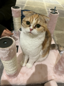 スコティッシュフォールド　仙台泉店