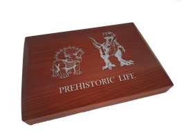 Münzbox für Prehistoric Life 1 Oz Silbermünzen