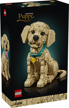 11384  Golden retriever puppy