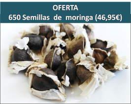 Semillas de Moringa Oleifera (650 u/)