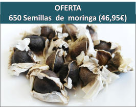 .    OFERTA SEMILLAS MORINGA (650 U/)