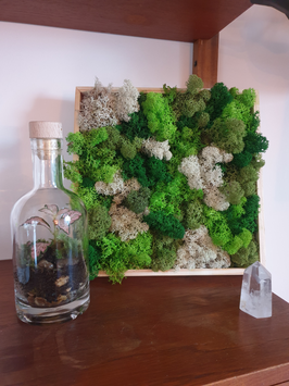DIY Pakket Moswandjes set compleet - vierkant 24,5 x24,5 cm