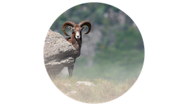 Stage Animalier INDIVIDUEL - Languedoc
