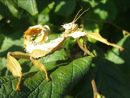 Australische Gespenstschrecke - Extatosoma tiaratum Pärchen mittel