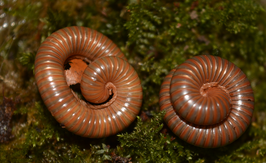Spirostreptus sp. 1