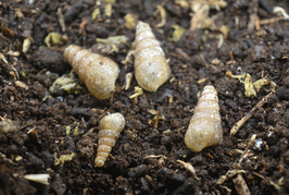 Rumina decollata - Turmdeckelschnecke