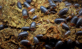 Armadillidium flavoscutatum 12 Stk
